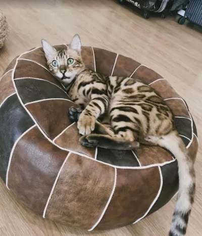 Cat Story Hotel – Foto 13